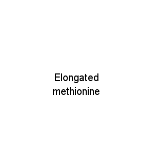 Elongated methionine